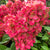 Rispenhortensie 'Bloody Marie®'