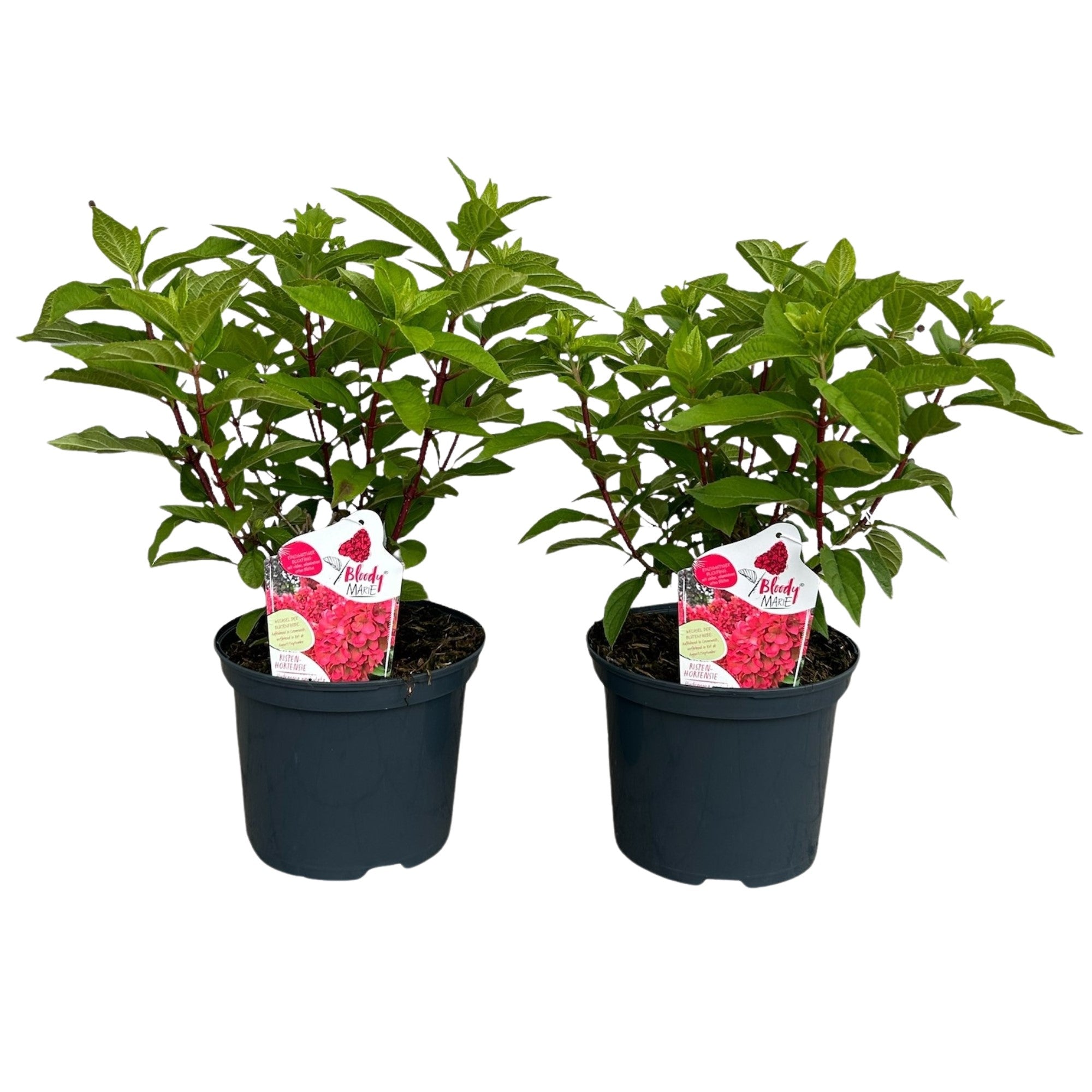 Rispenhortensie 'Bloody Marie®'