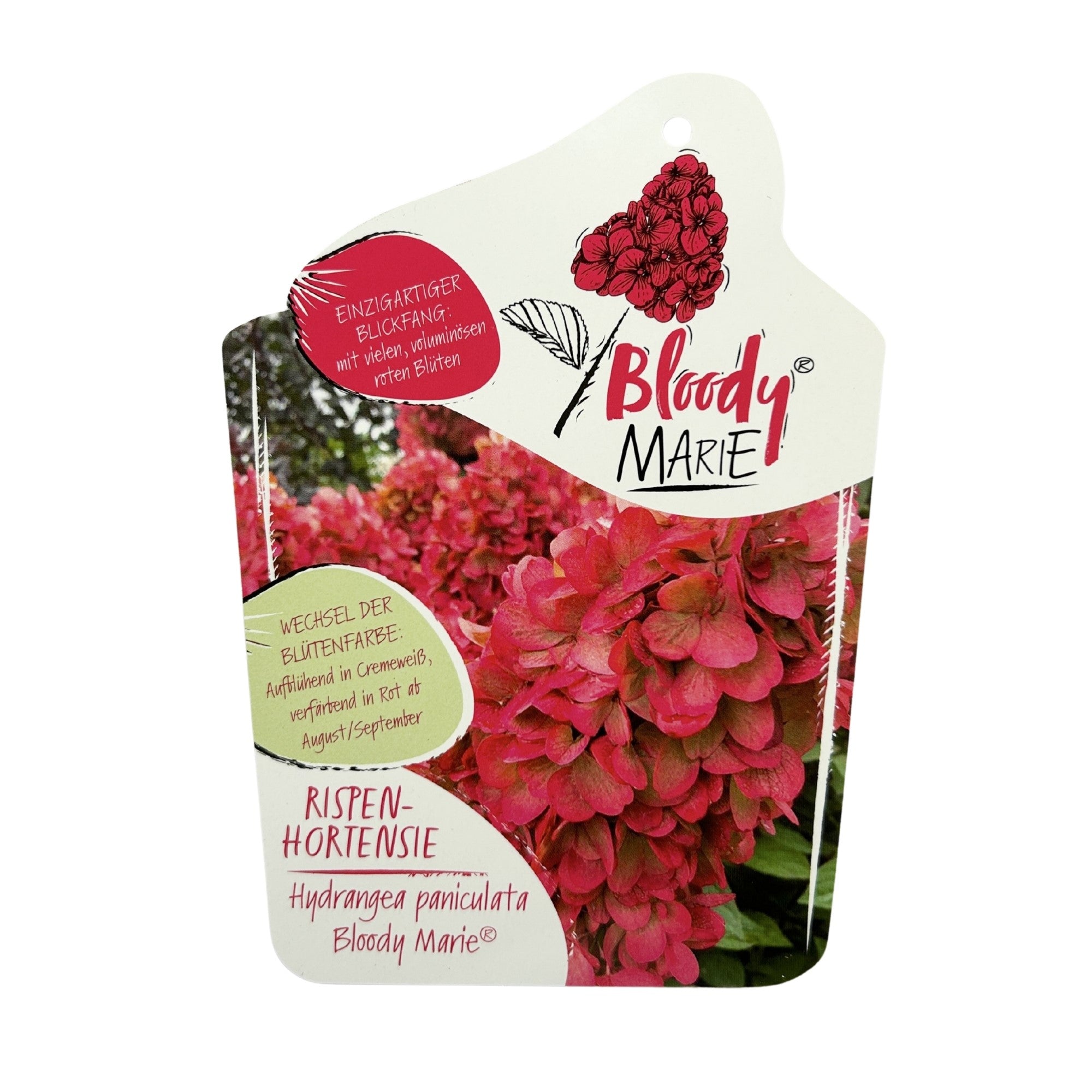 Rispenhortensie 'Bloody Marie®'
