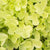Rispenhortensie 'Mojito®'
