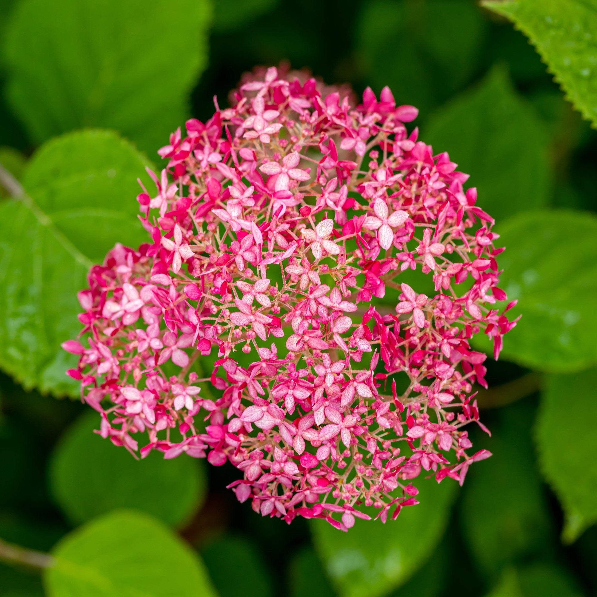 Schneeballhortensie 'Pink Annabelle®'