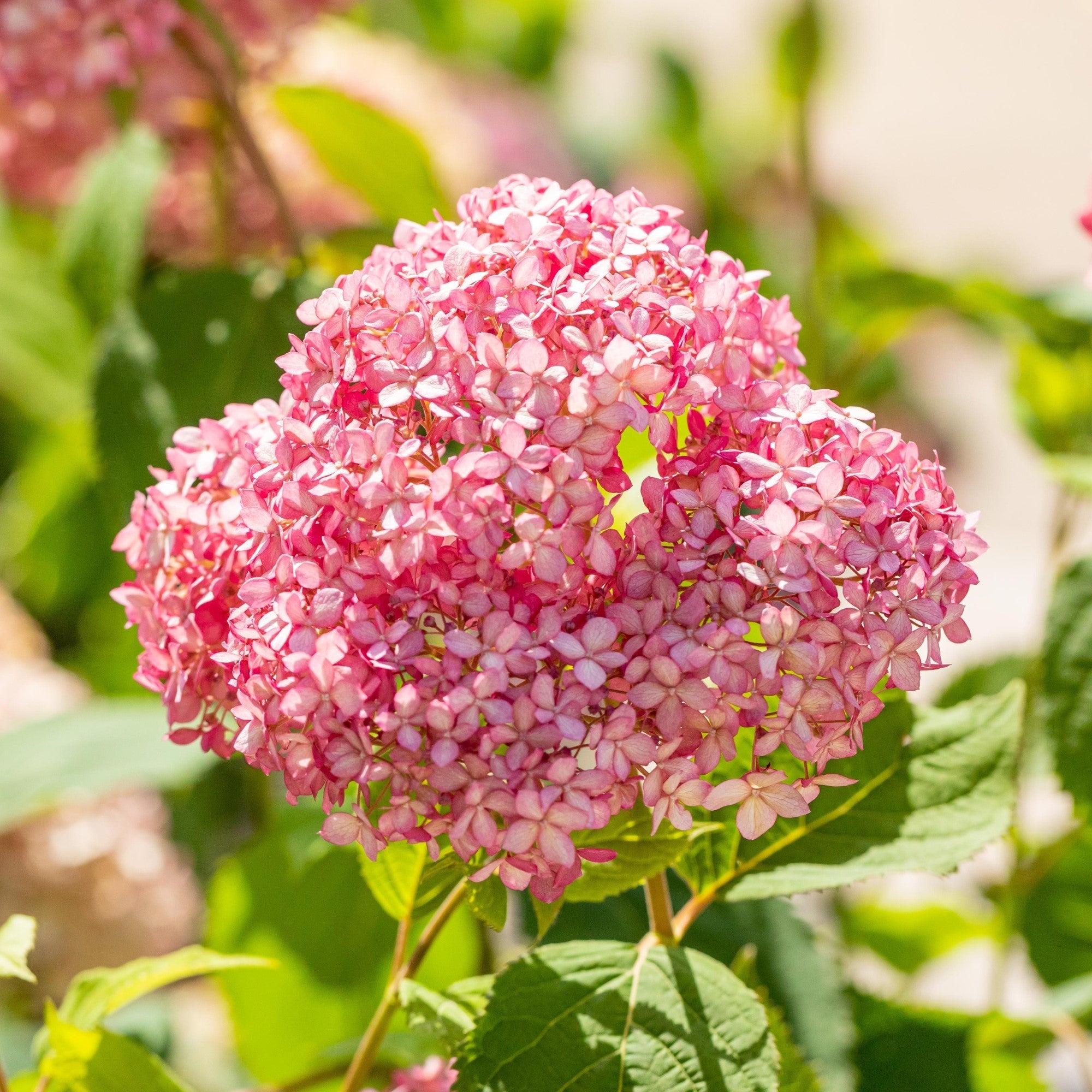 Schneeballhortensie 'Pink Annabelle®'