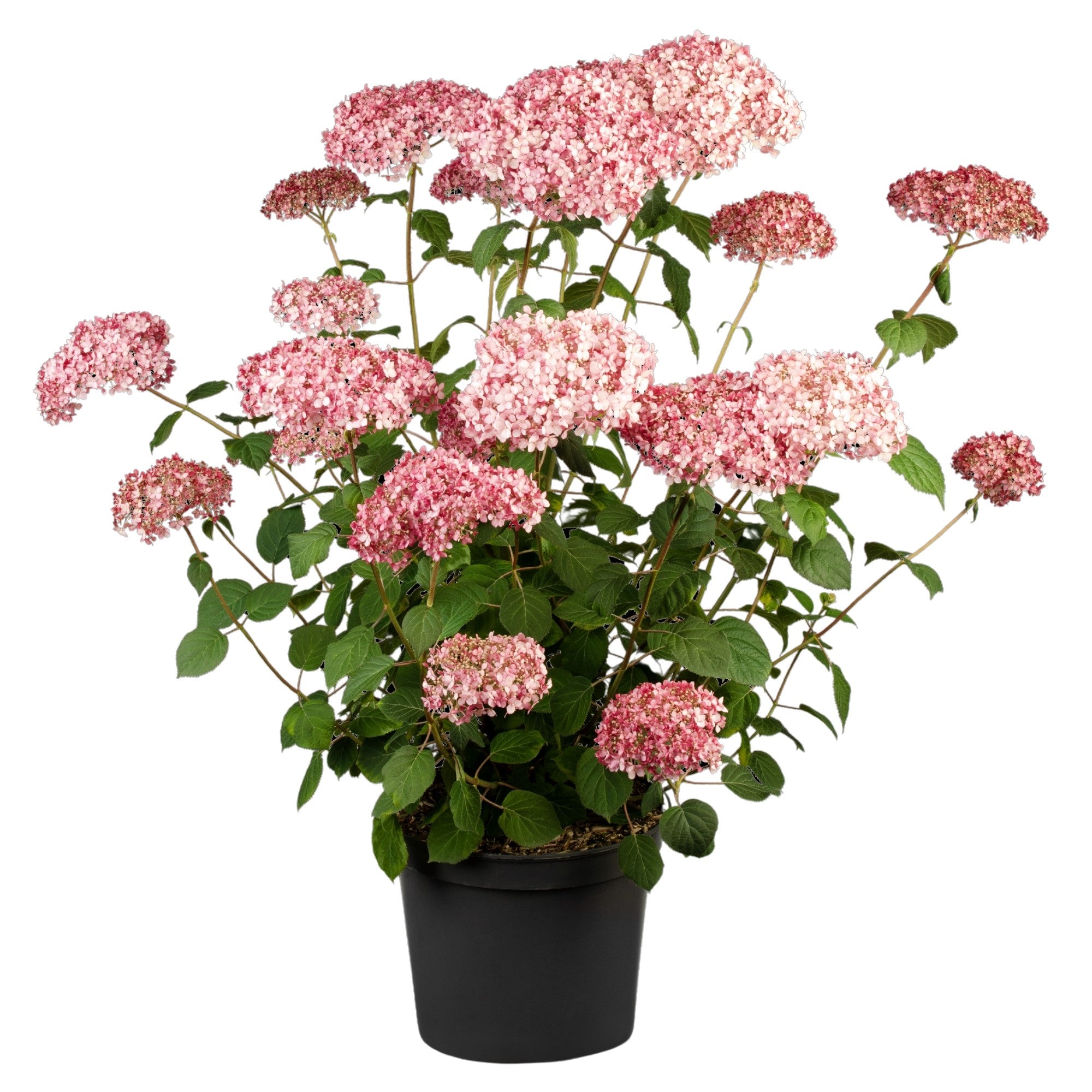 Schneeballhortensie 'Pink Annabelle®'