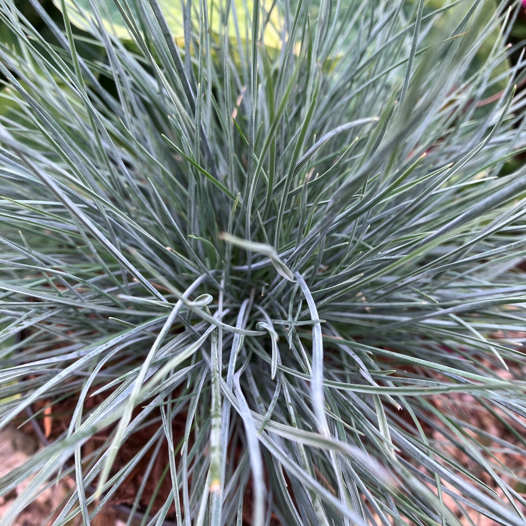 Blauschwingel 'Cool as Ice'