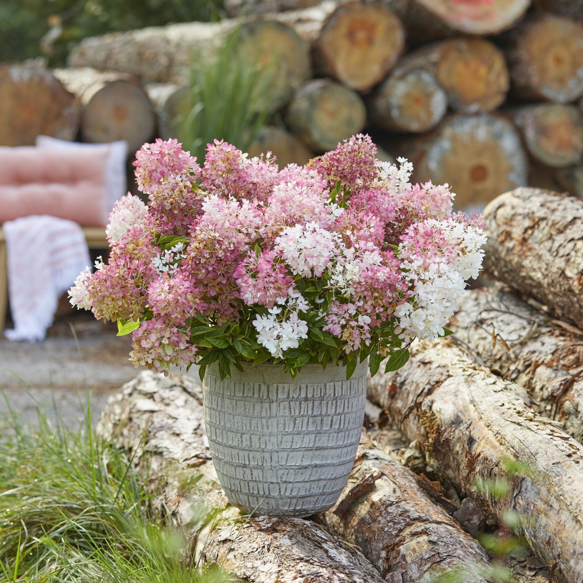Rispenhortensie 'Groundbreaker®' Blush™