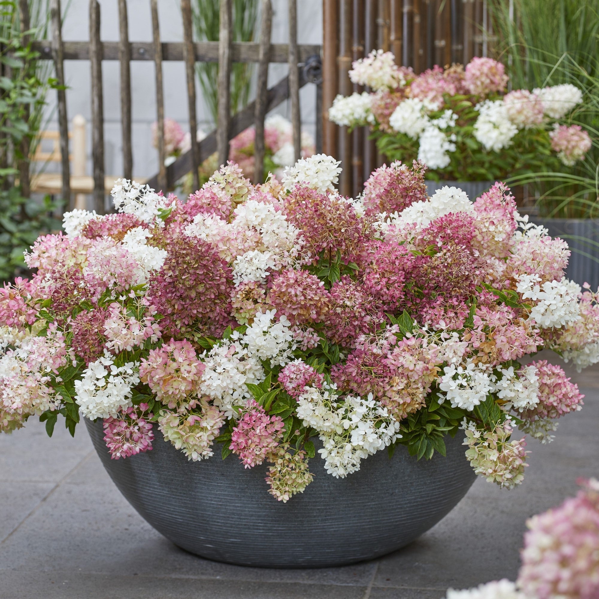 Rispenhortensie 'Groundbreaker®' Blush™
