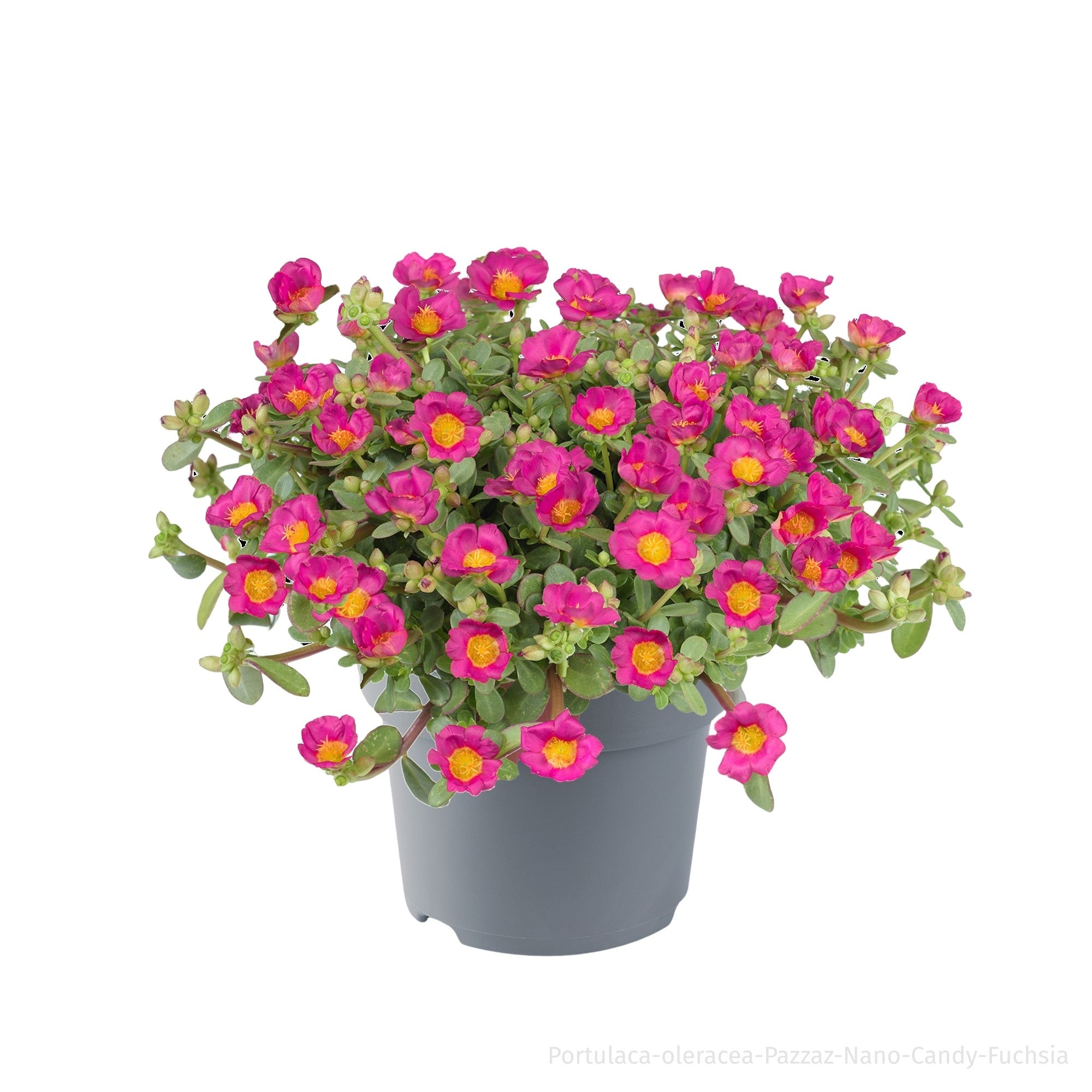 Portulakröschen