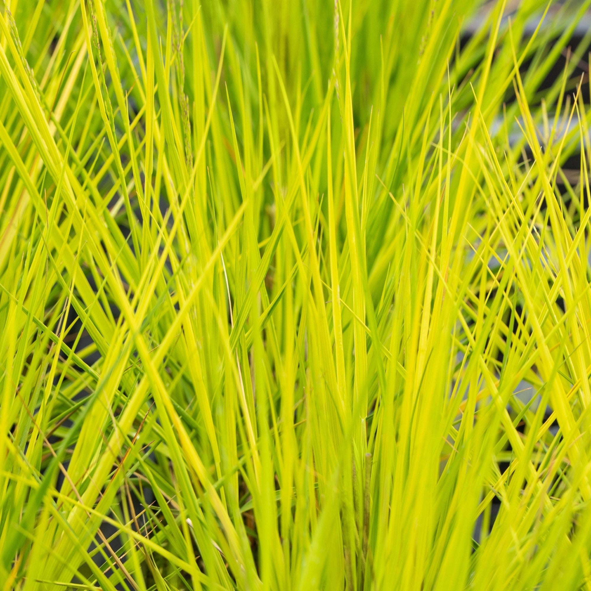 Kleines Pfeifengras 'Heidebraut'