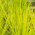 Kleines Pfeifengras 'Heidebraut'