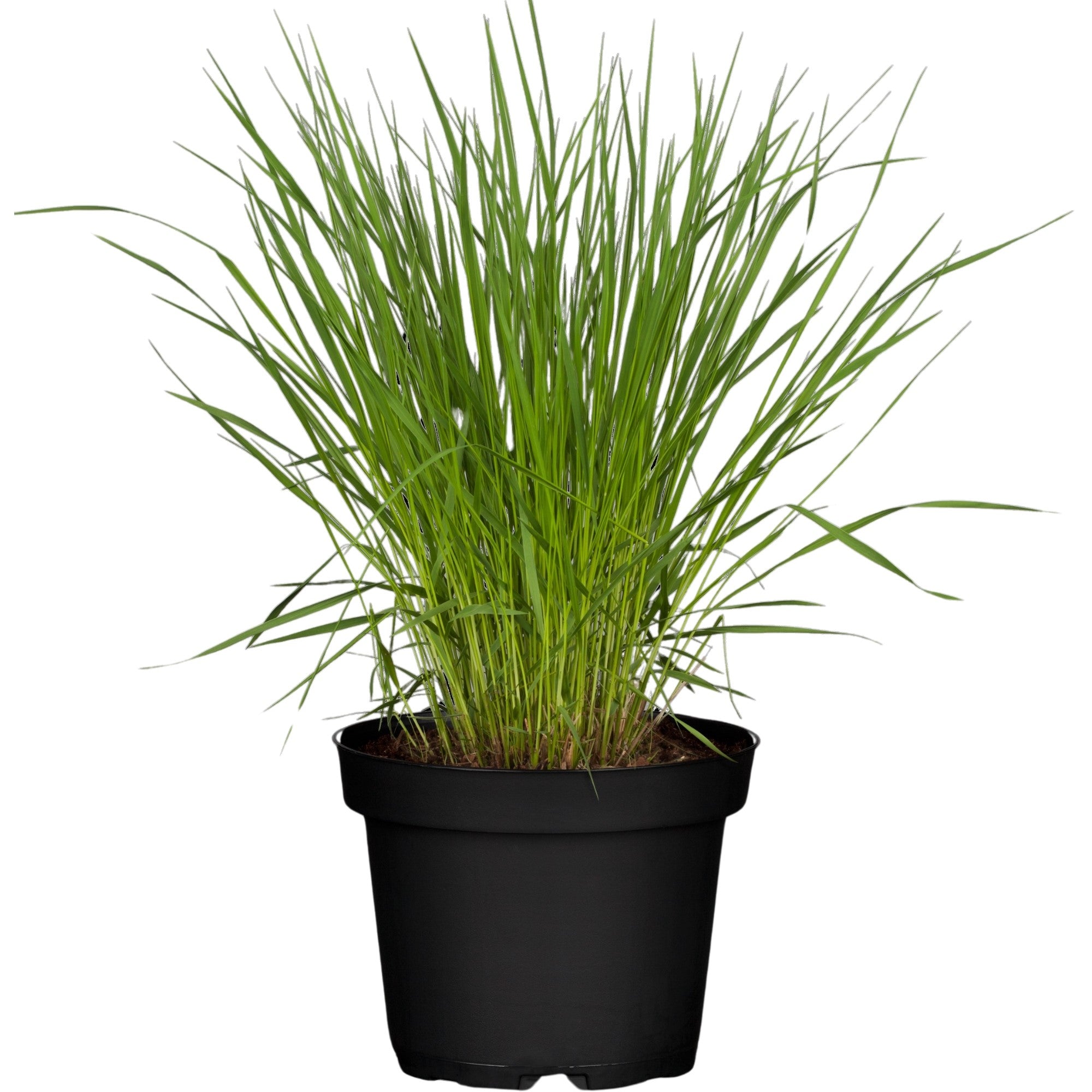 Kleines Pfeifengras 'Heidebraut'