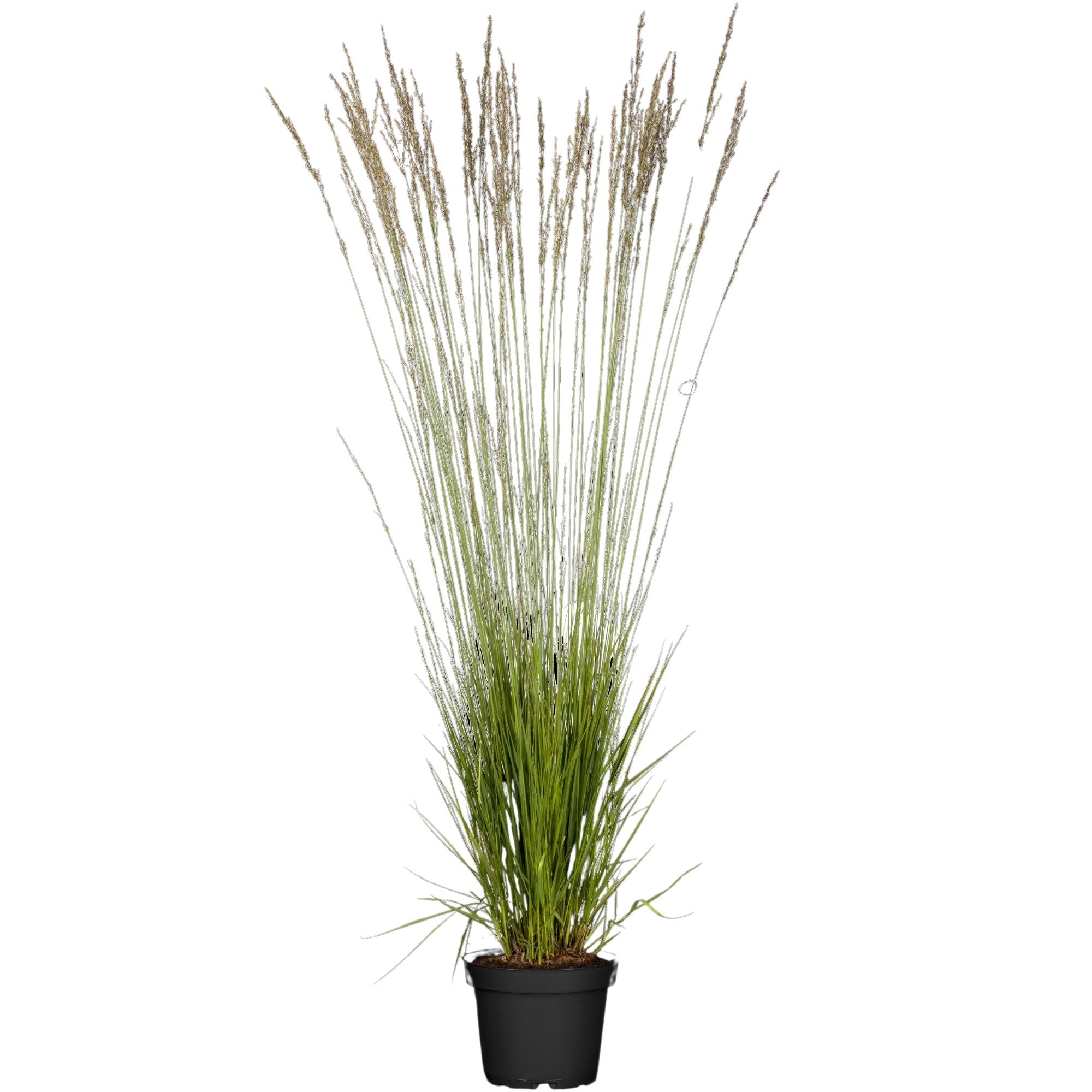 Kleines Pfeifengras 'Heidebraut'