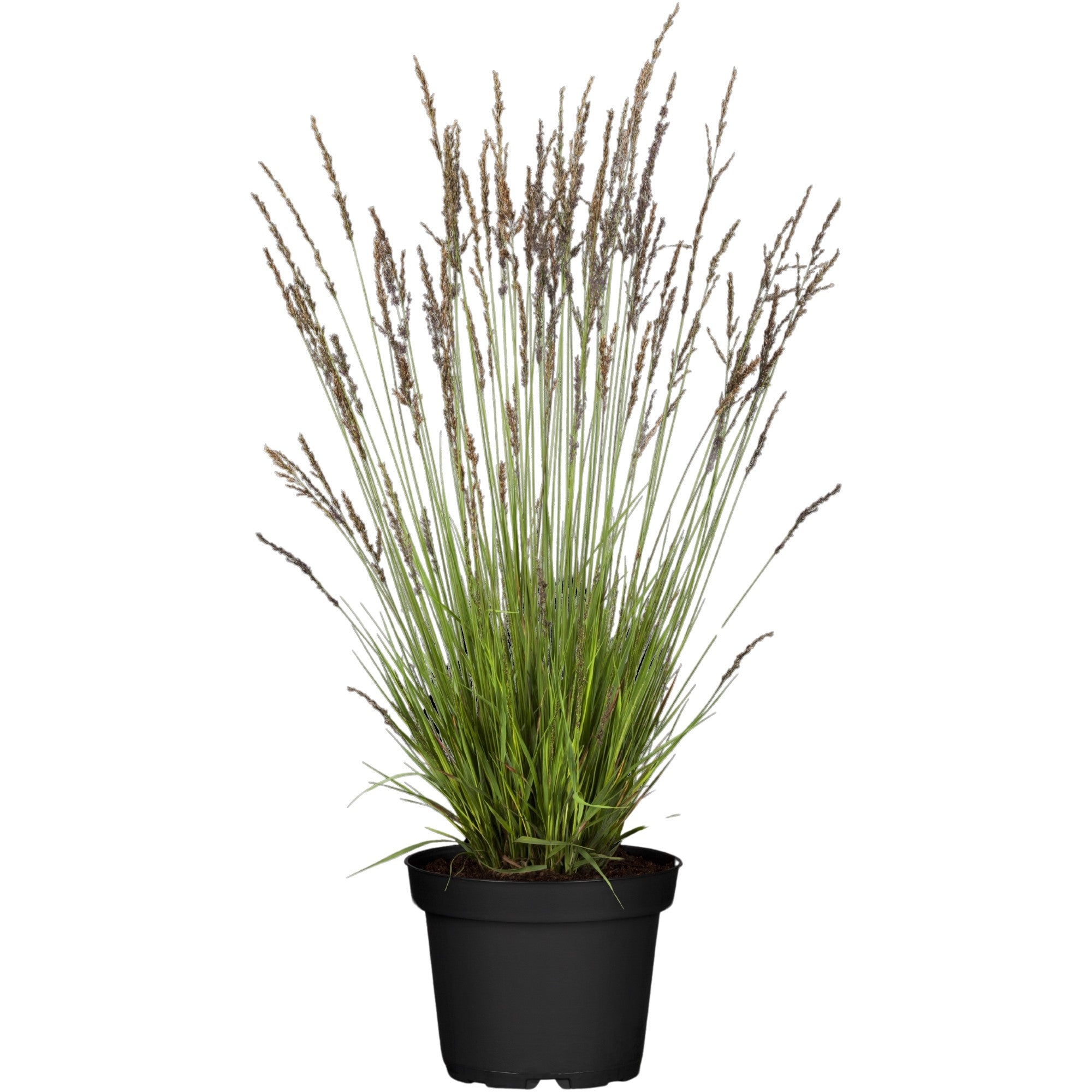 Kleines Pfeifengras 'Heidezwerg'