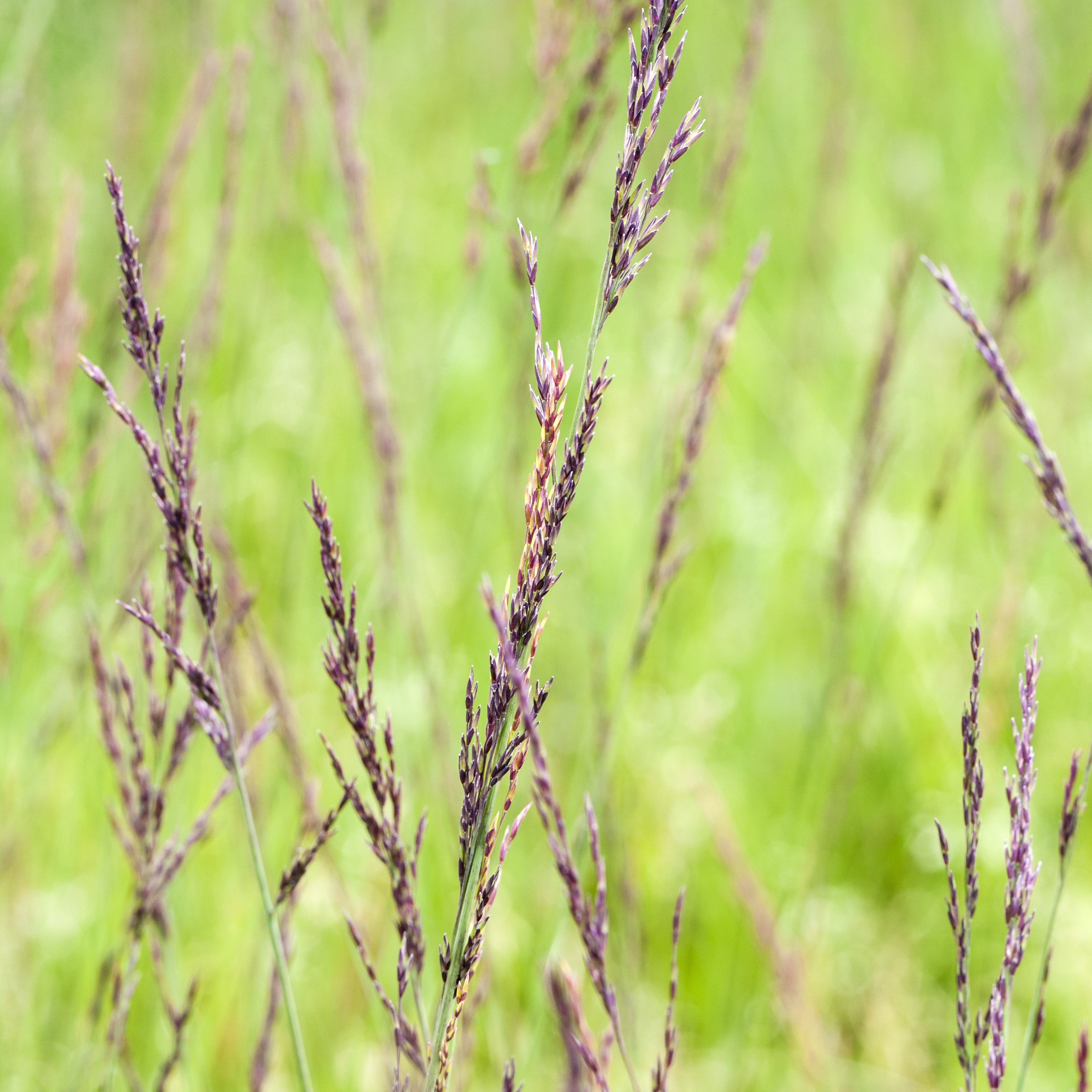 Kleines Pfeifengras 'Edith Dudszus'