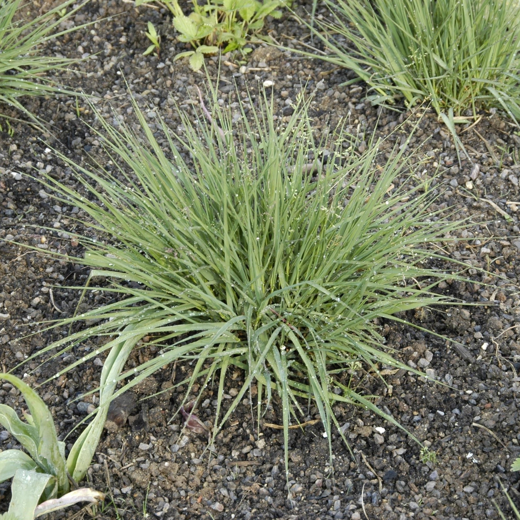 Kleines Pfeifengras 'Edith Dudszus'