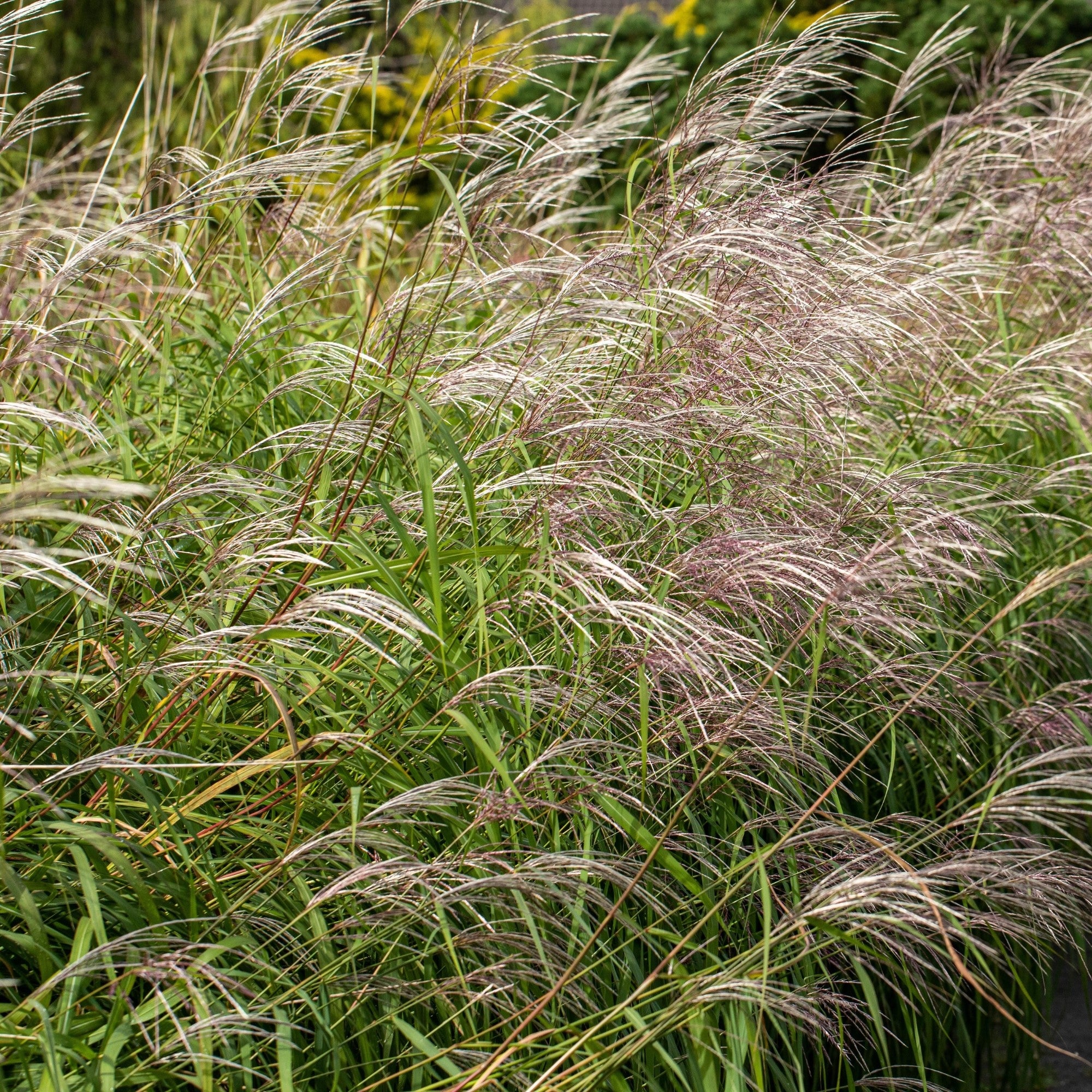 Chinaschilf 'Silberfeder'