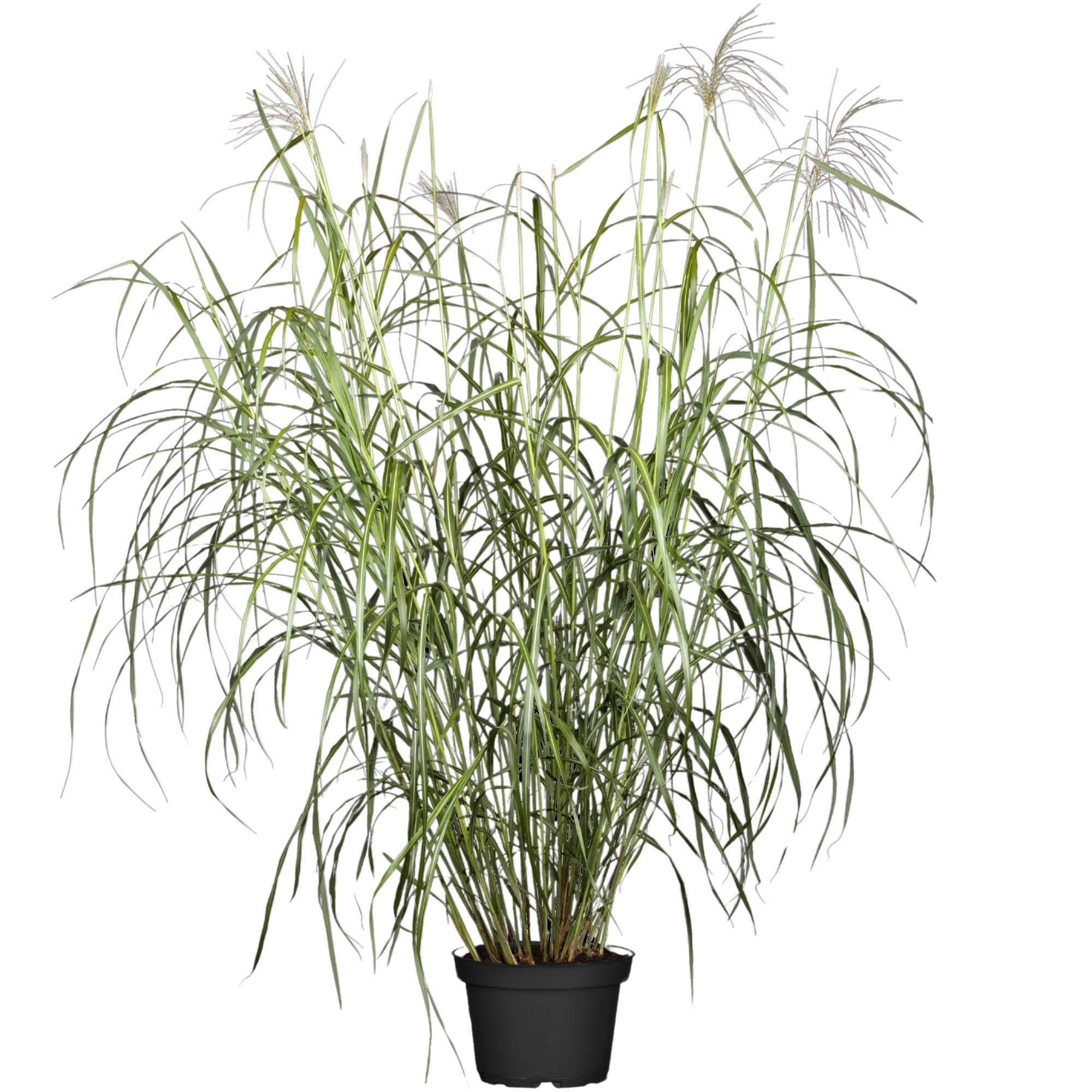 Chinaschilf 'Silberfeder'