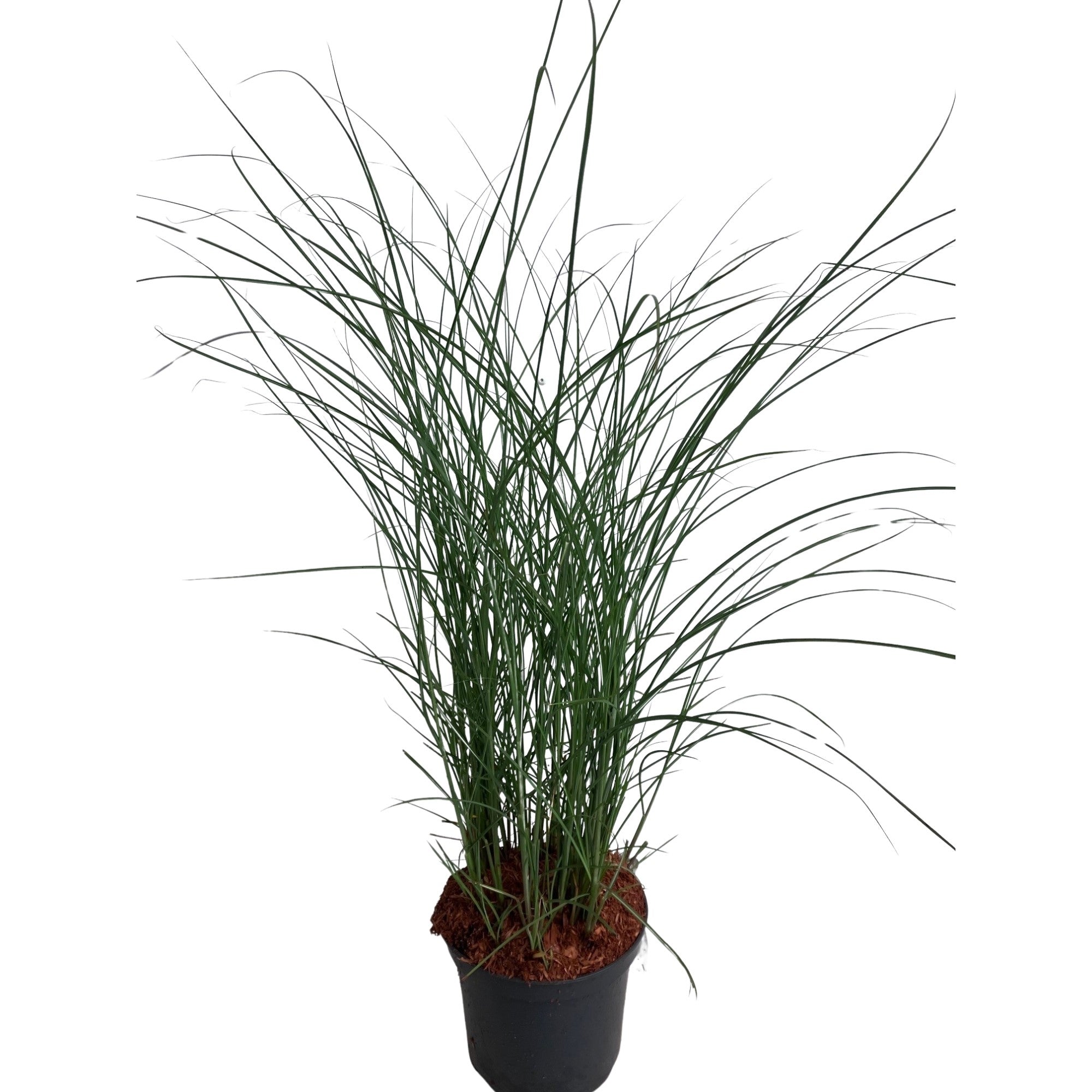 Chinaschilf 'Silberwolke'