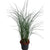 Chinaschilf 'Silberwolke'