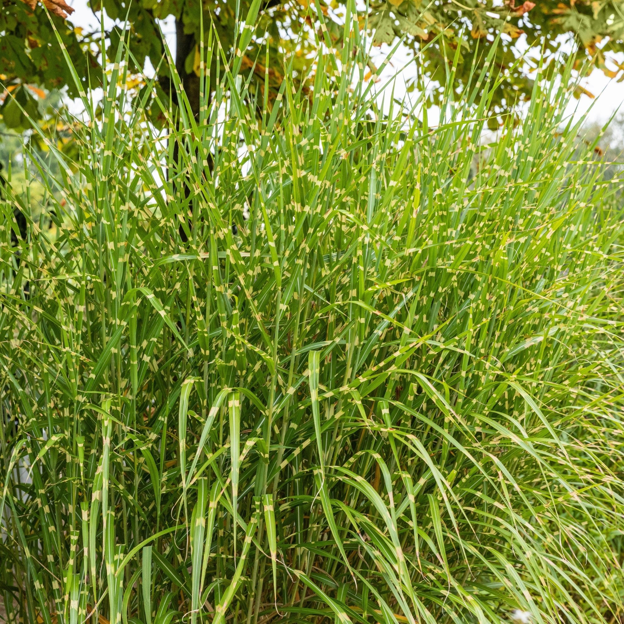 Chinaschilf 'Strictus Dwarf'