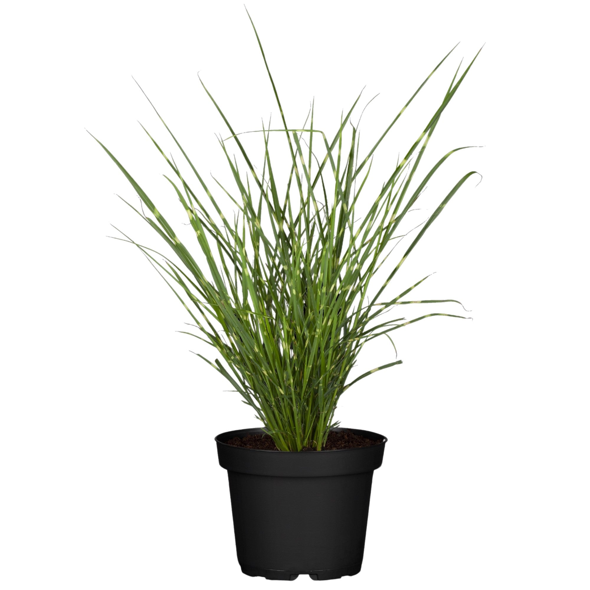 Chinaschilf 'Strictus Dwarf'
