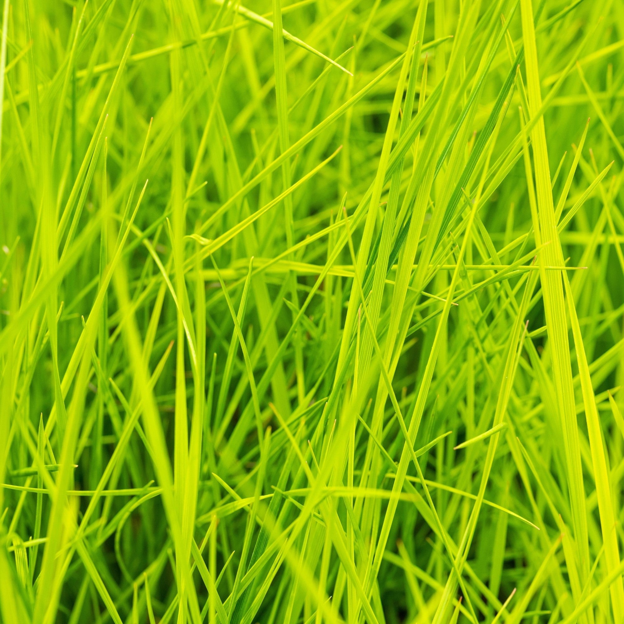 Garten Schmiele 'Goldschleier'