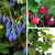 Beeren-Set "4-Monats-Ernte“