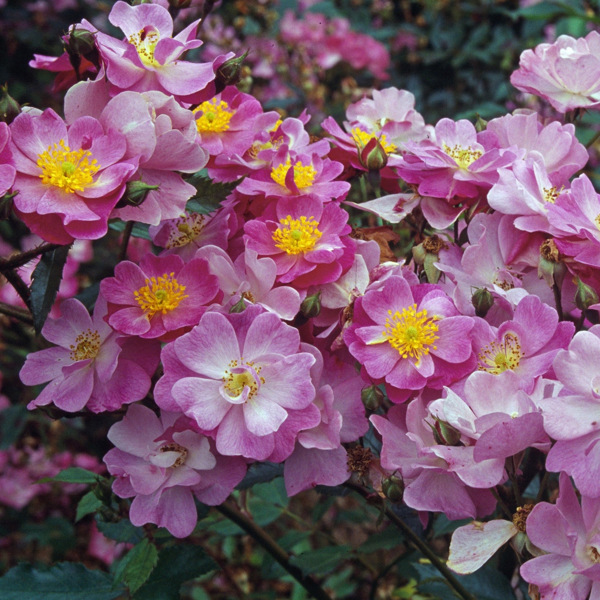 Bodendecker-Rose 'Lavender Dream®'