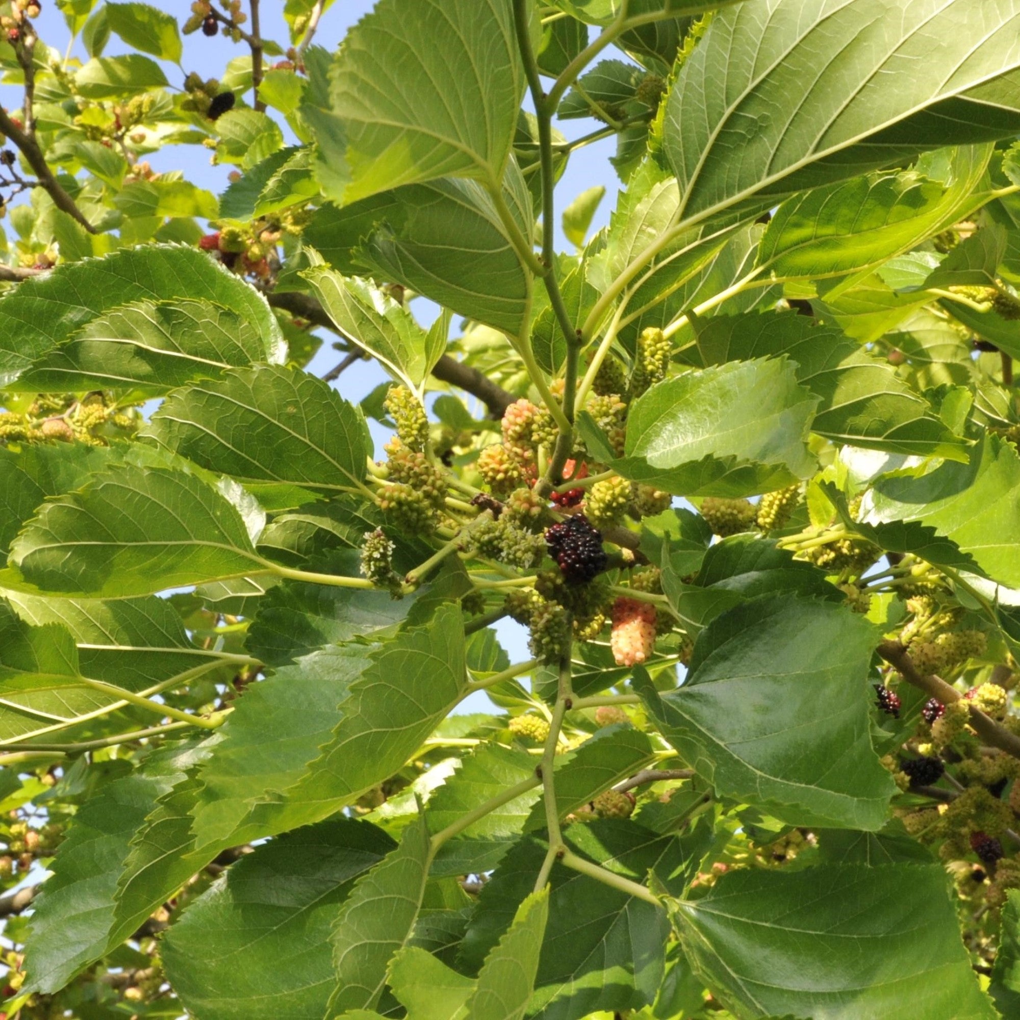 Schwarze Maulbeere