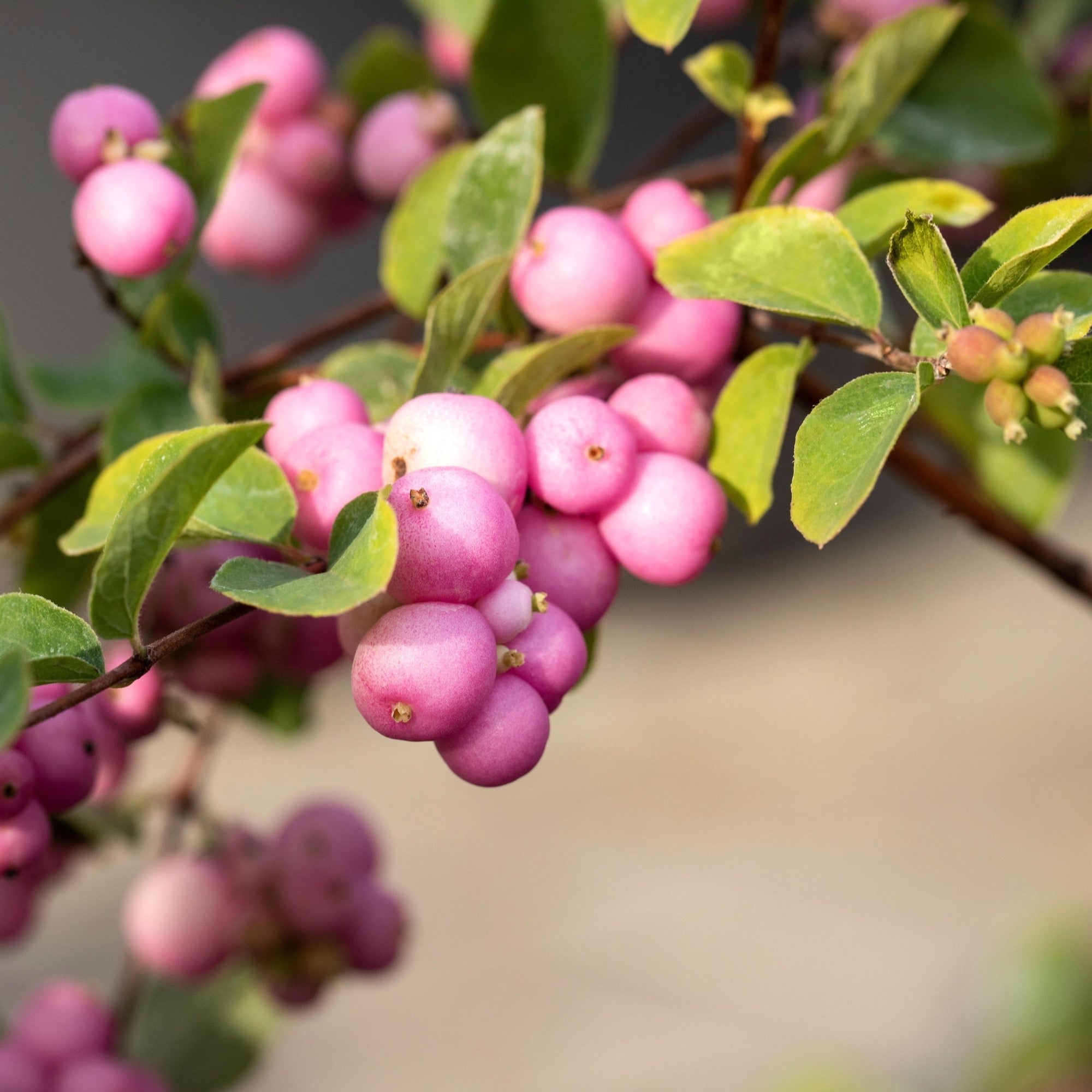 Knallerbsenstrauch 'Amethyst®'