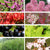 Pflanzen-Set "Herbstliche Farbvielfalt"