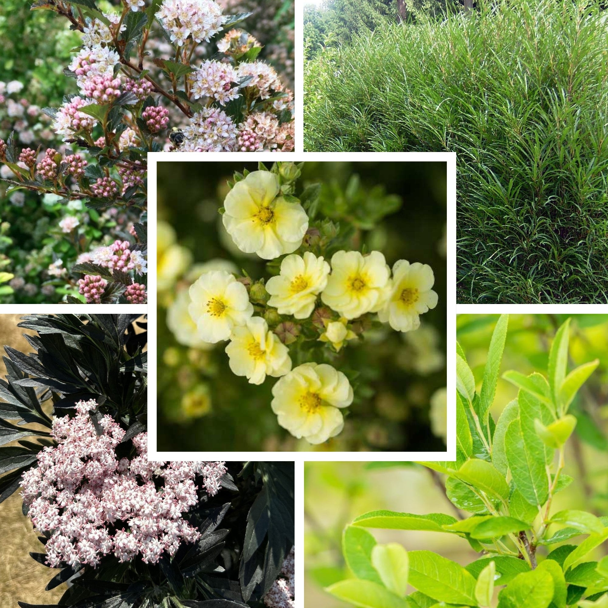 Pflanzen-Set "Kleiner Gartenzauber"