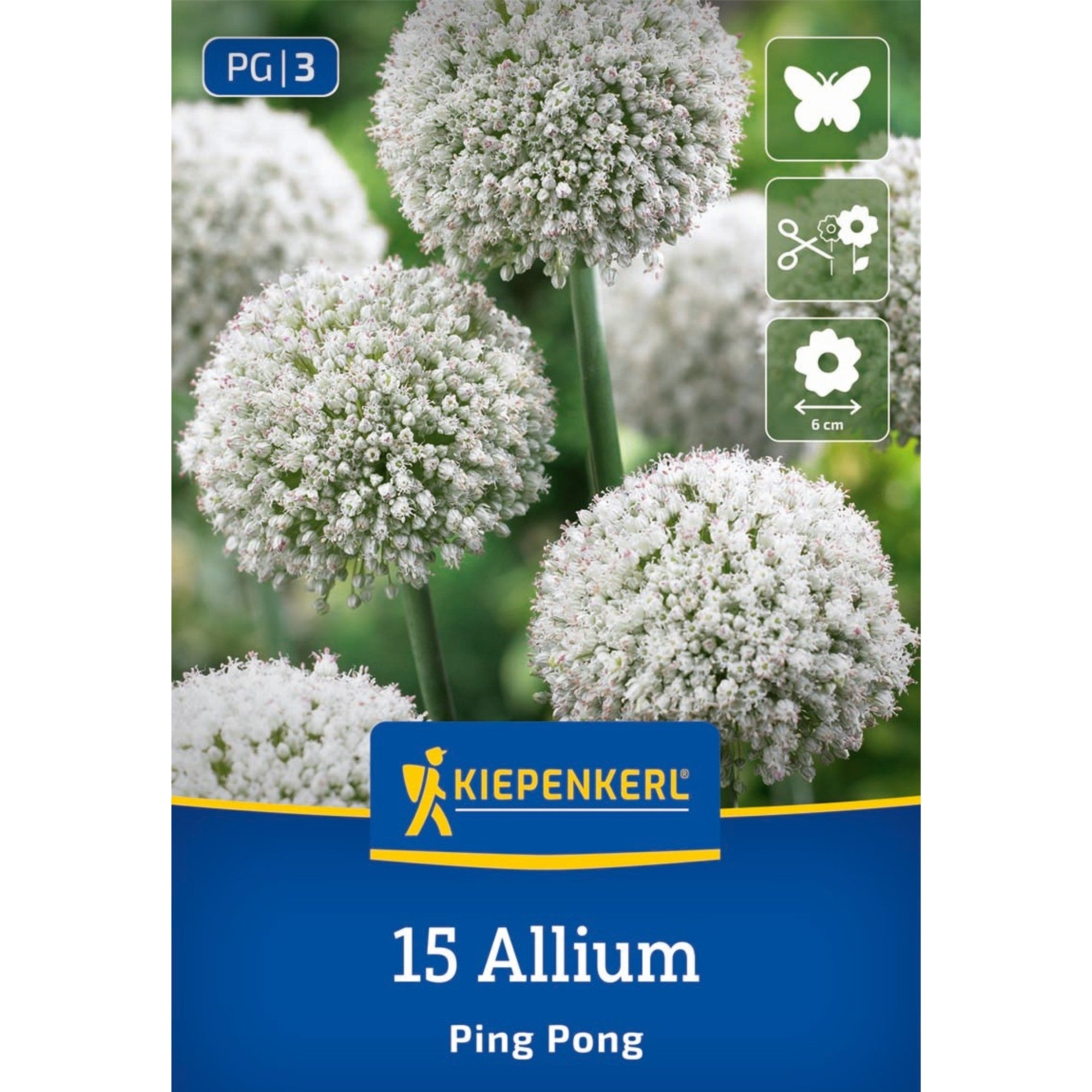 Kiepenkerl Zierlauch 'Ping Pong'