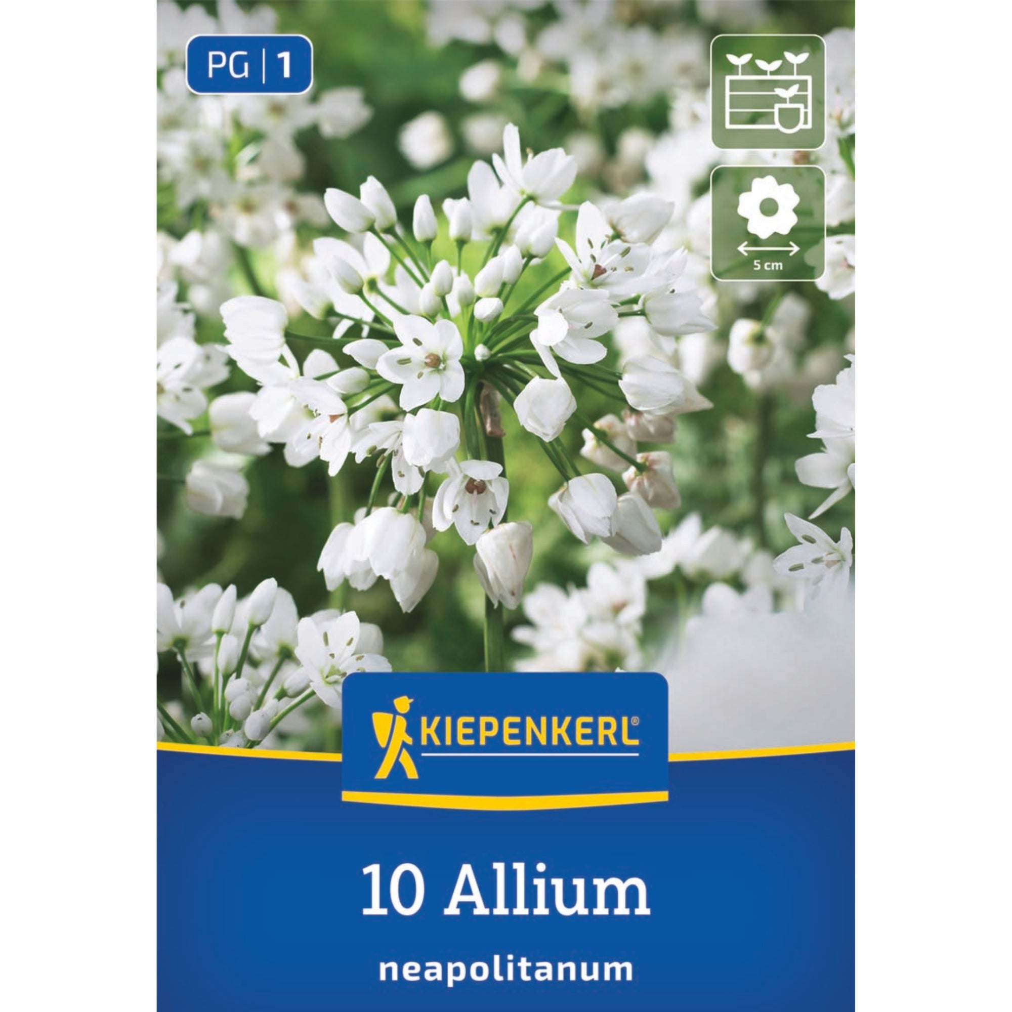 Kiepenkerl Allium-Mix "Besondere Blütenbälle"