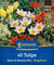 Kiepenkerl Blumenzwiebelmischung "Bees & Blooms", Mega-Pack