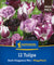 Kiepenkerl Tulpen 'Dark Elegance', Mega-Pack