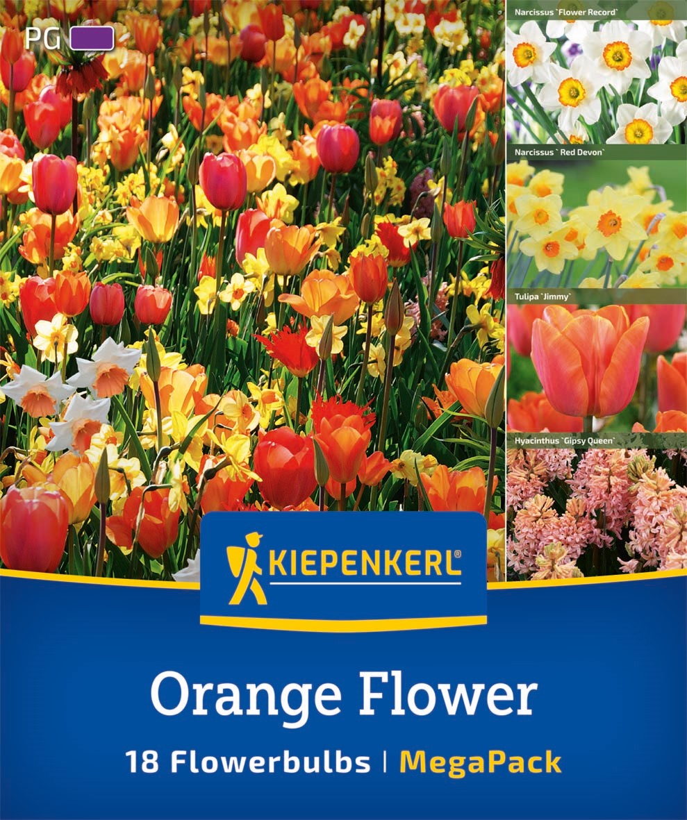 Kiepenkerl Blumenzwiebelmischung "Orange Flower", Mega-Pack