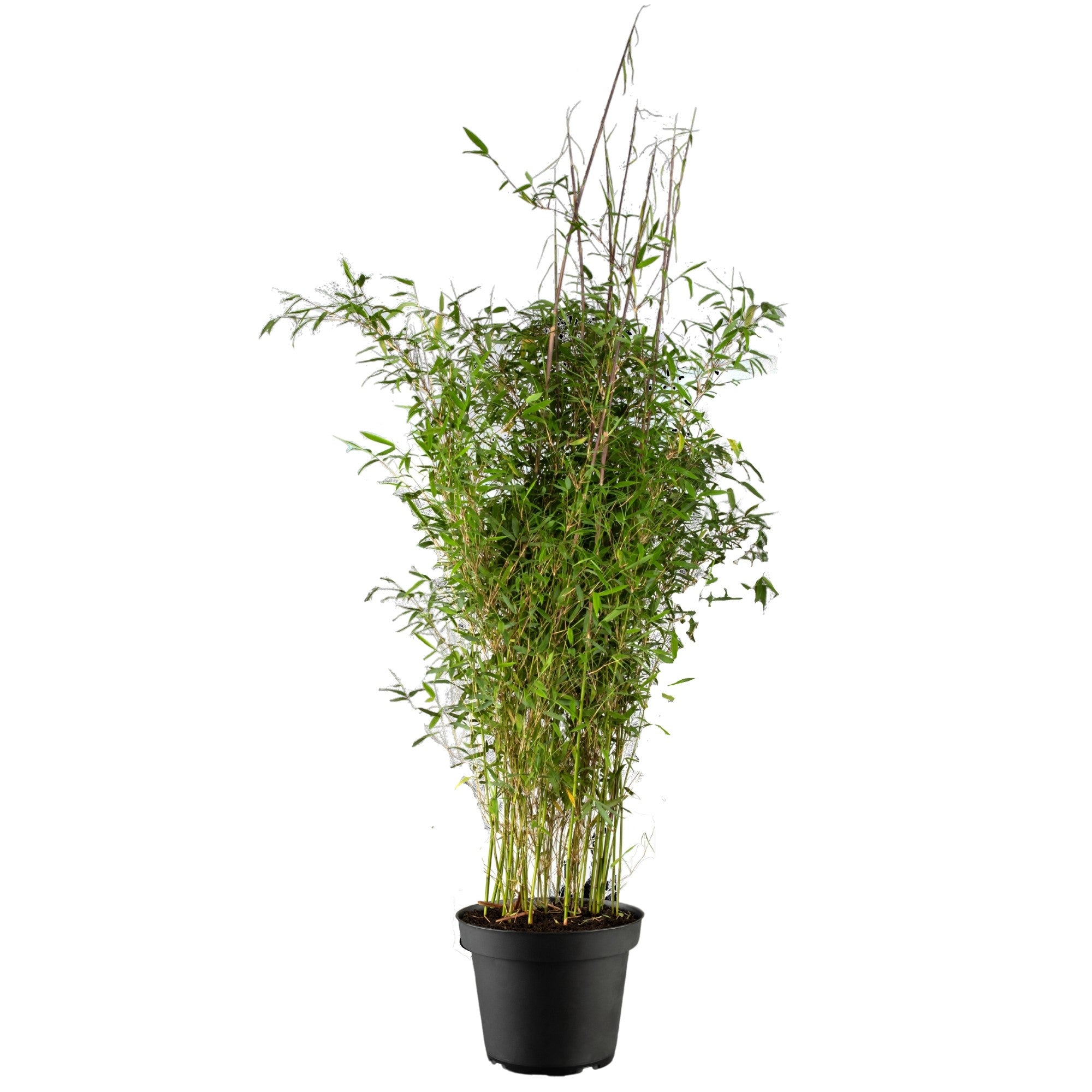 Bambus 'Violett Woods®'