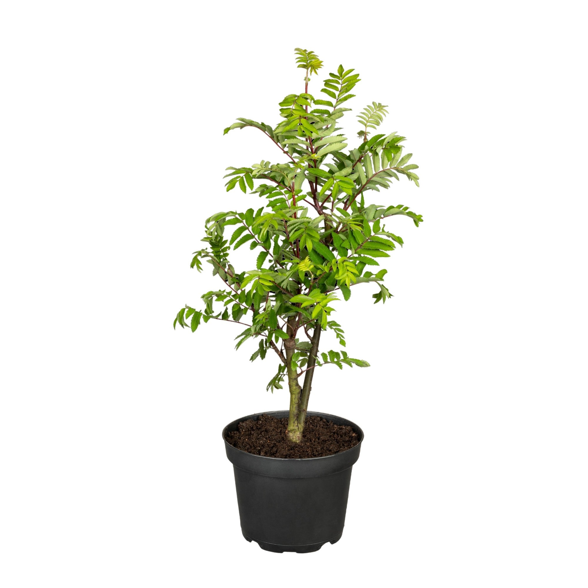 Eberesche 'Autumn Spire®'
