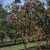 Essbare Eberesche 'Edulis'