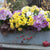 Balkonblumen "Chrysanthemen-Traum"