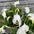Orchidee