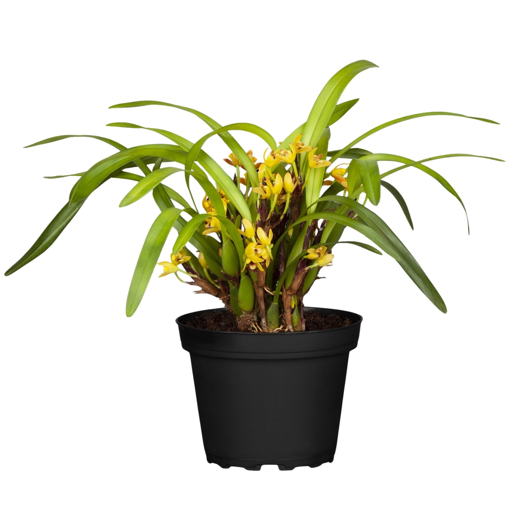 Orchidee