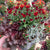 Balkonblumen "Roter Herbstmix"