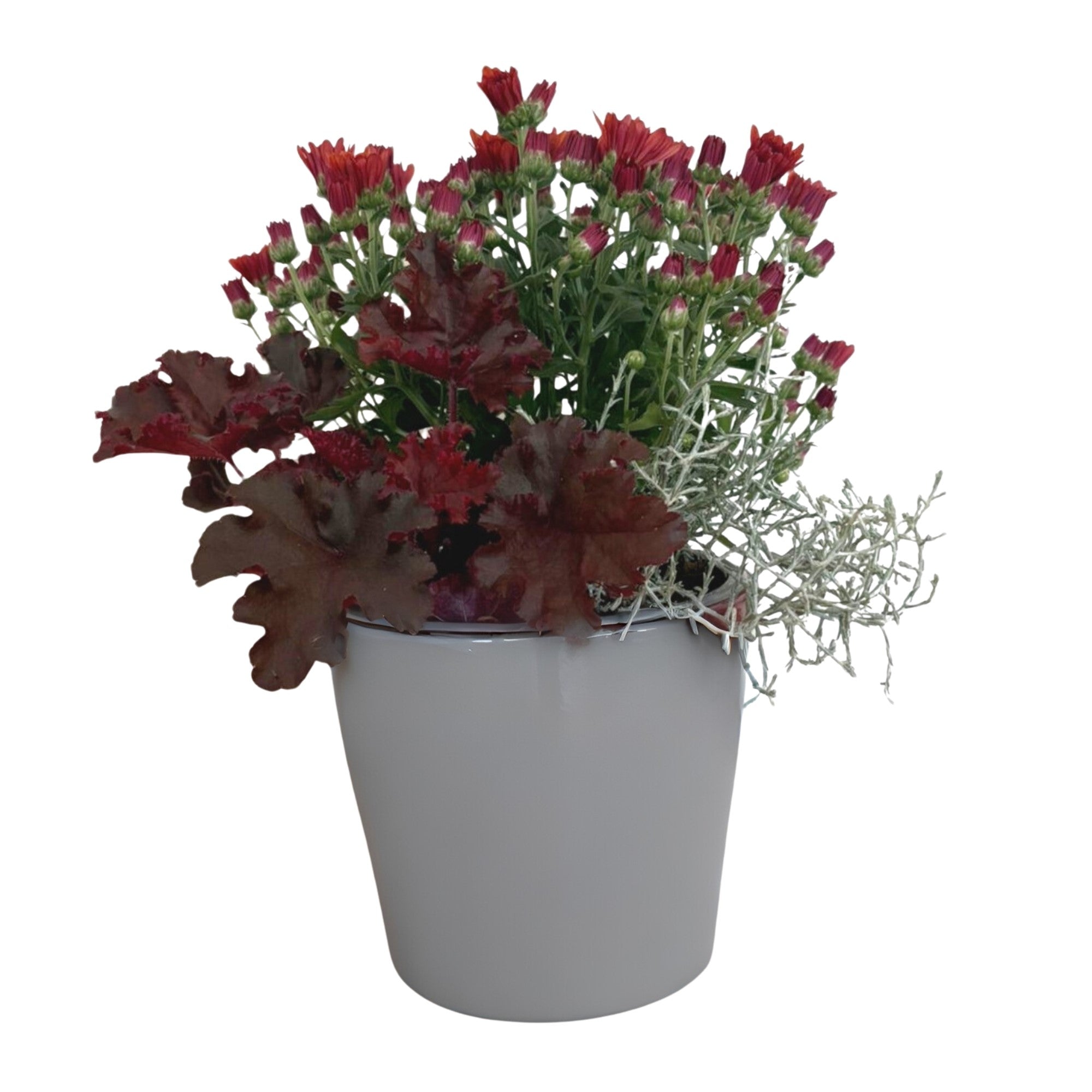 Balkonblumen "Roter Herbstmix"