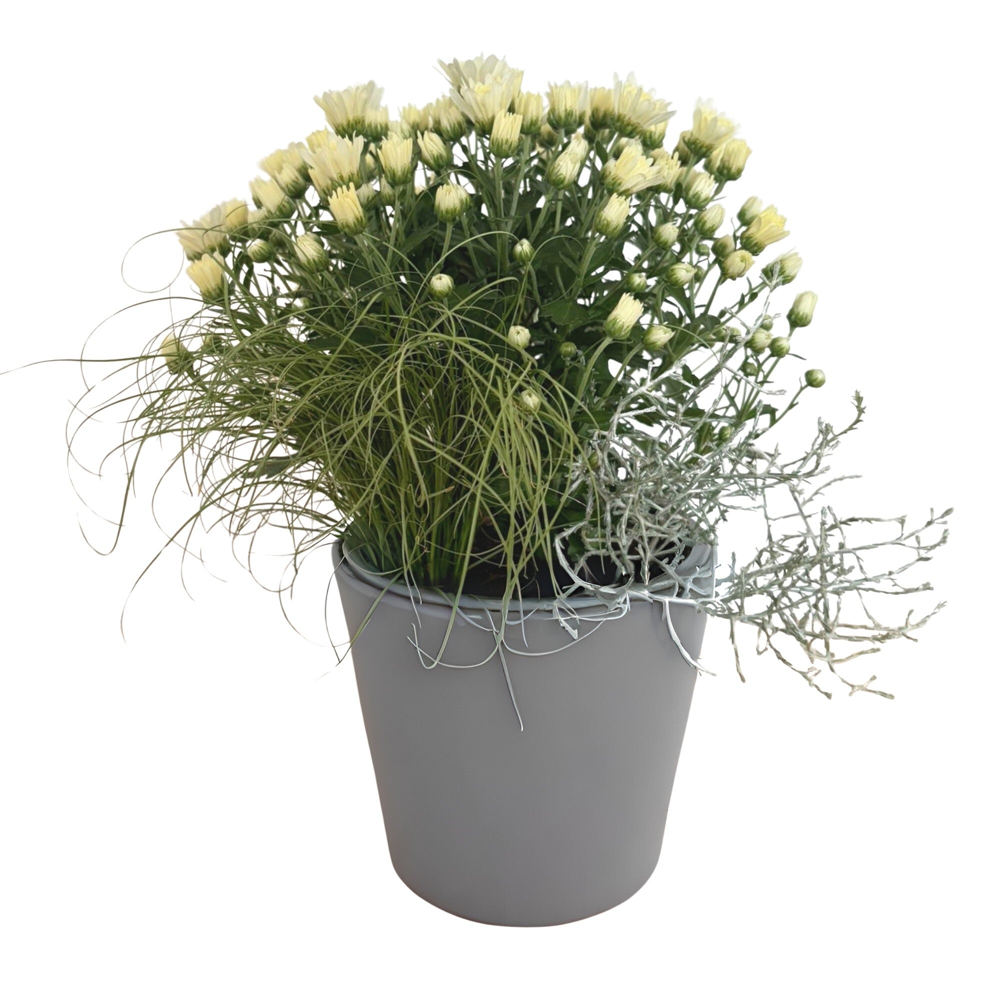 Balkonblumen "Weißer Herbstmix"