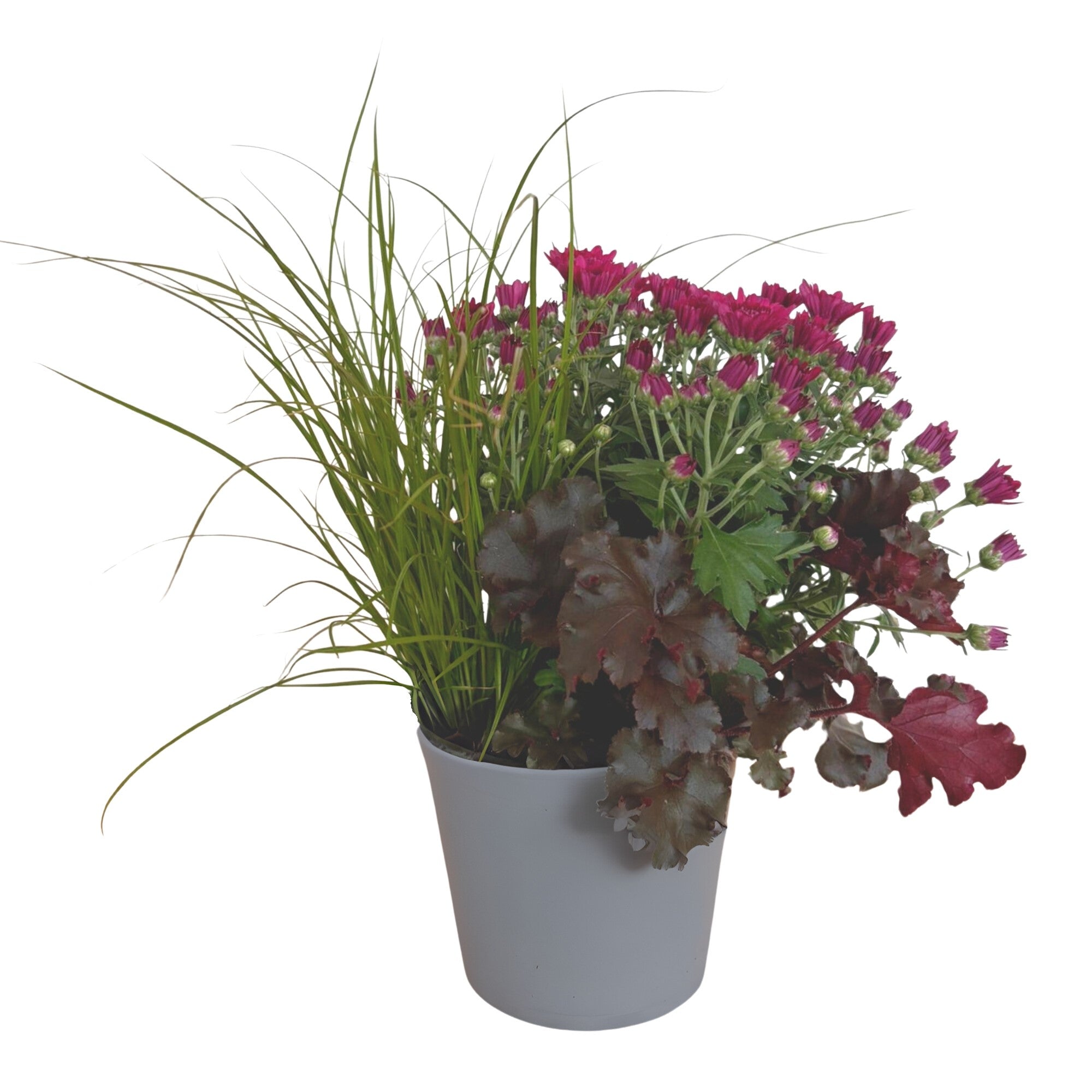 Balkonblumen "Lila Herbstmix"
