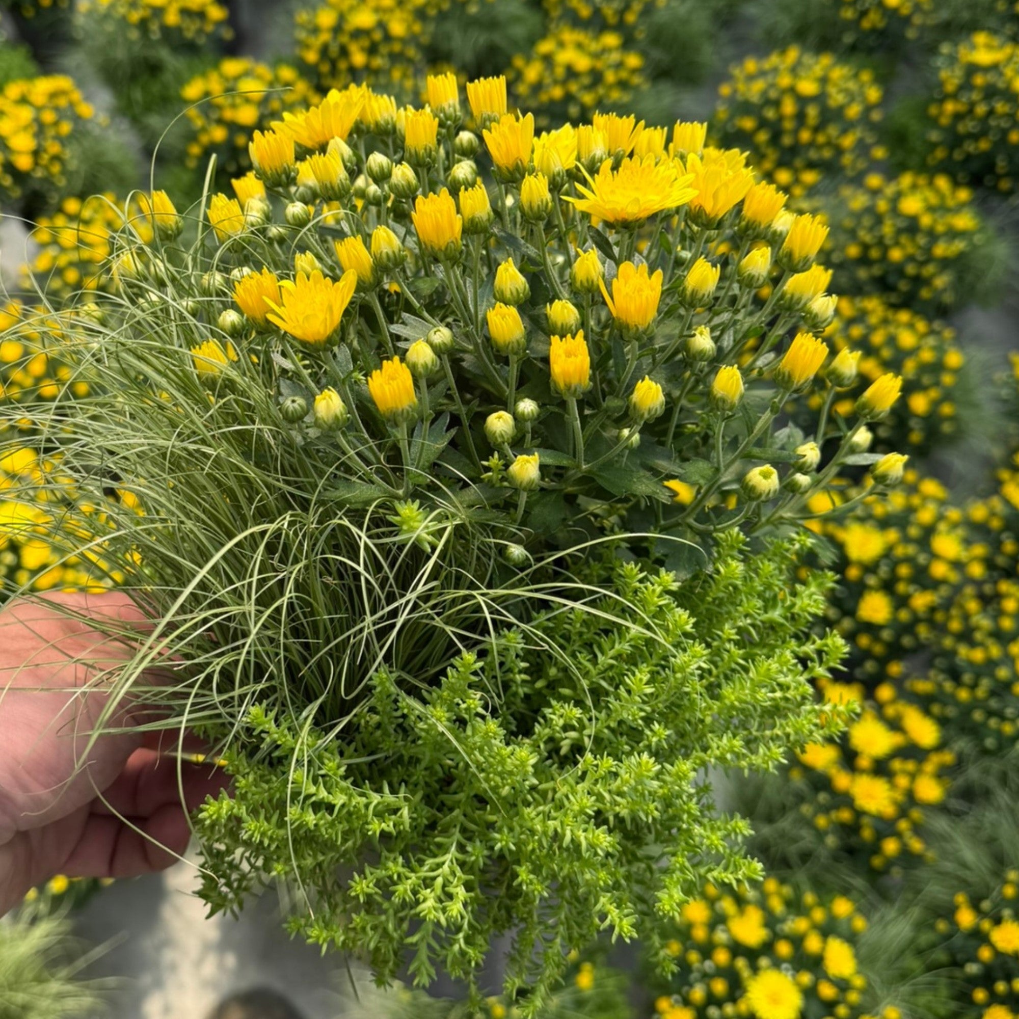 Balkonblumen "Gelber Herbstmix"