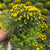Balkonblumen "Gelber Herbstmix"