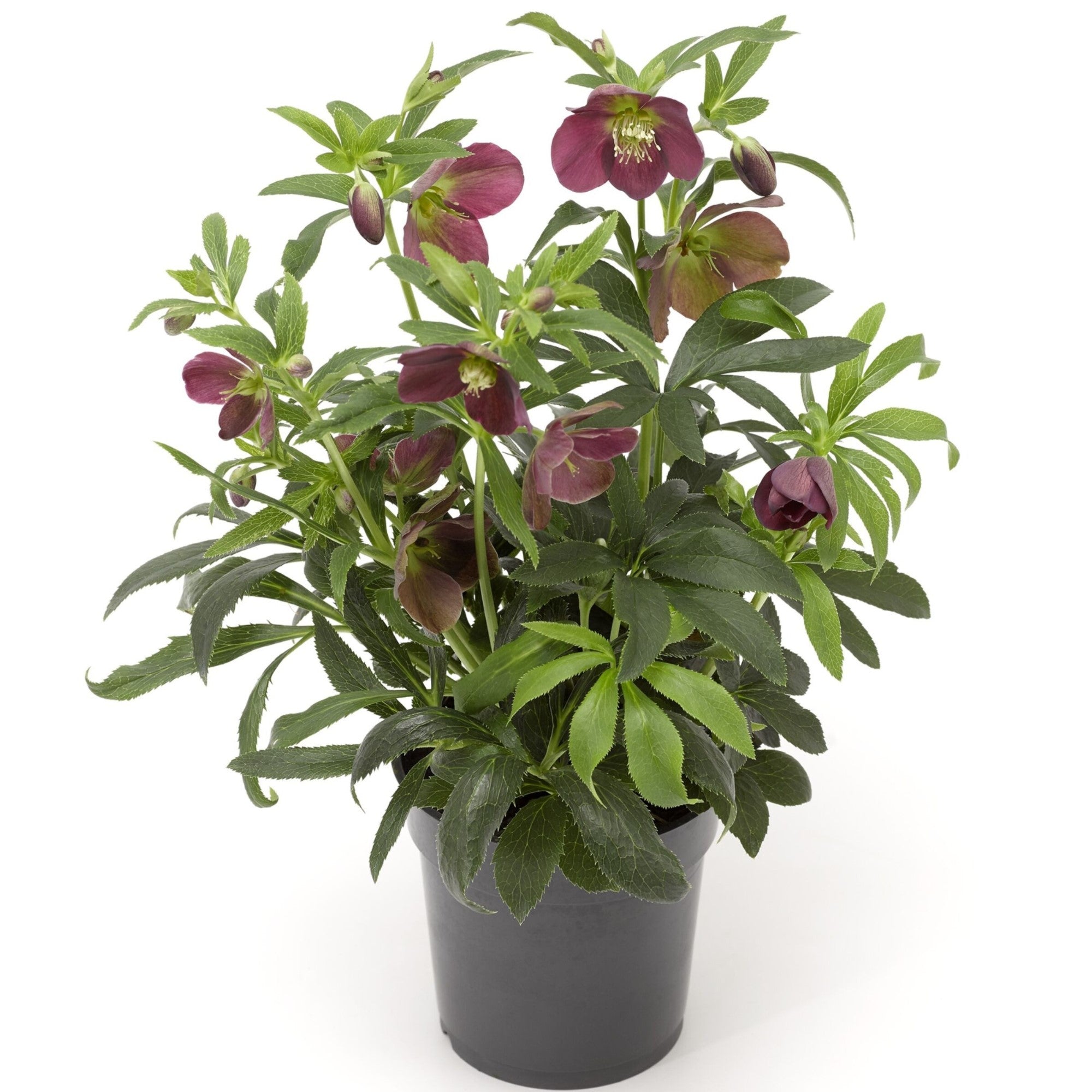 Lenzrose 'Halcyon'