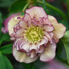 Lenzrose 'Double Ellen® Picotée'